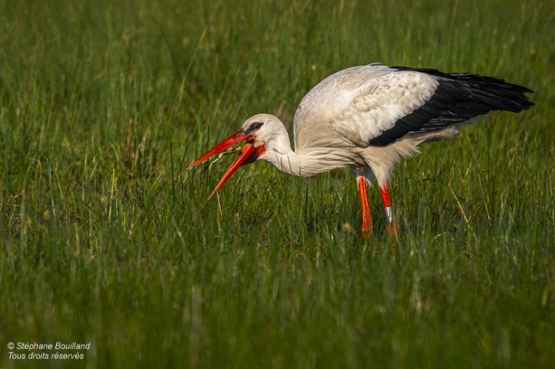 Cigogne blanche (Ciconia ciconia - White Stork)