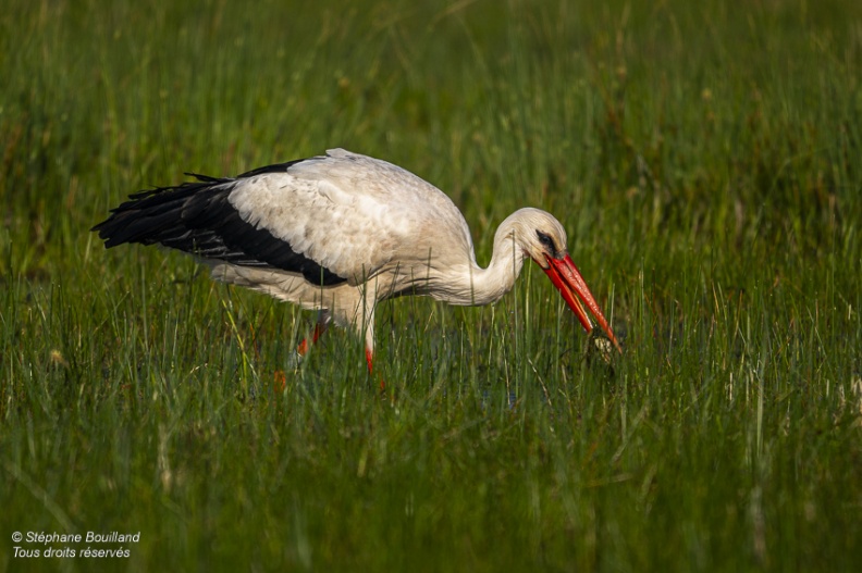 Cigogne blanche (Ciconia ciconia - White Stork)