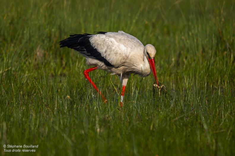 Cigogne blanche (Ciconia ciconia - White Stork)