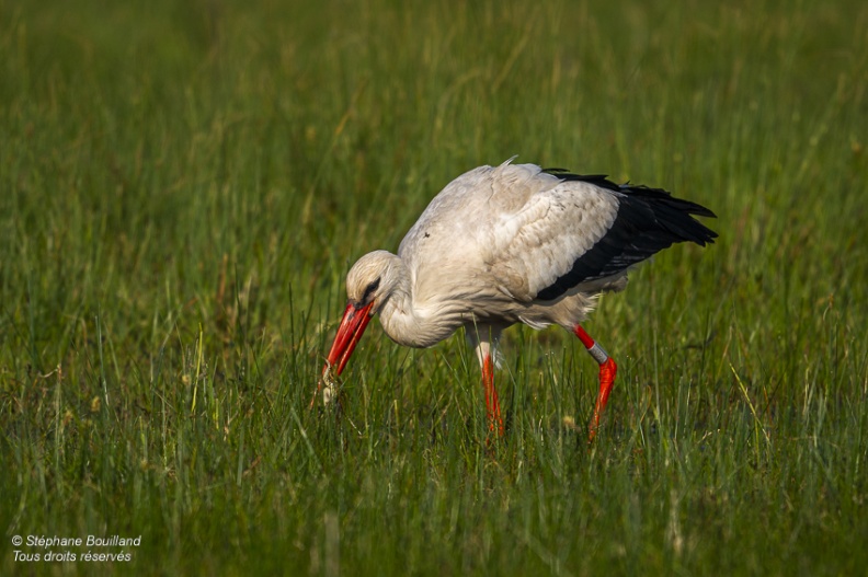 Cigogne blanche (Ciconia ciconia - White Stork)