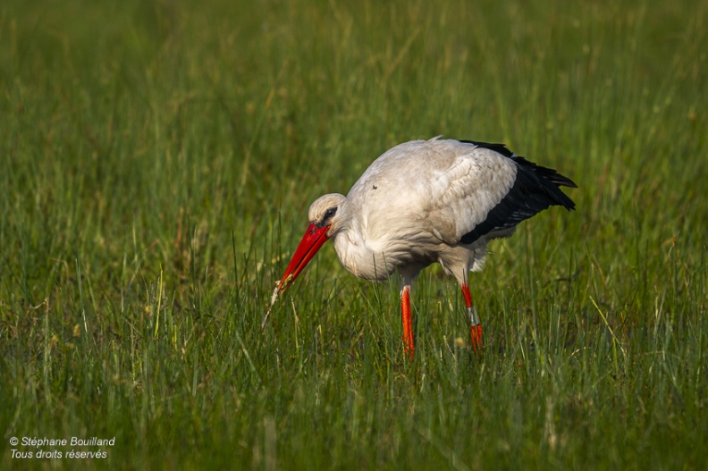 Cigogne blanche (Ciconia ciconia - White Stork)