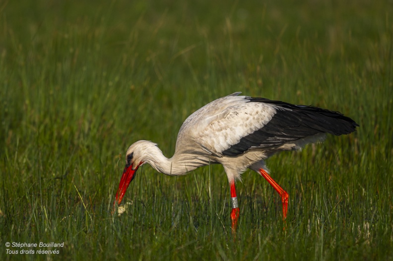 Cigogne blanche (Ciconia ciconia - White Stork)