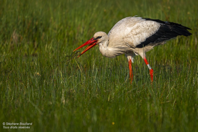 Cigogne blanche (Ciconia ciconia - White Stork)