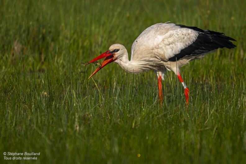 Cigogne blanche (Ciconia ciconia - White Stork)