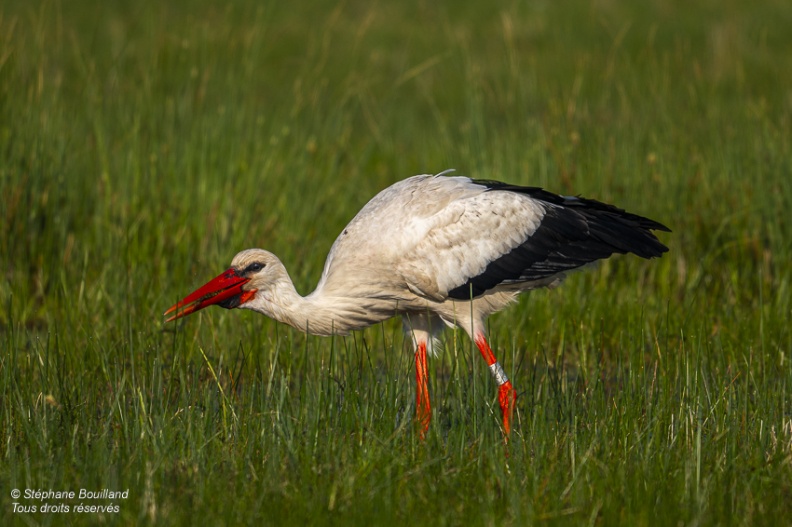 Cigogne blanche (Ciconia ciconia - White Stork)