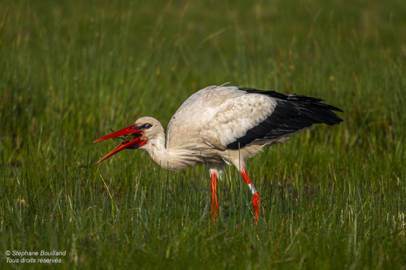 Cigogne blanche (Ciconia ciconia - White Stork)