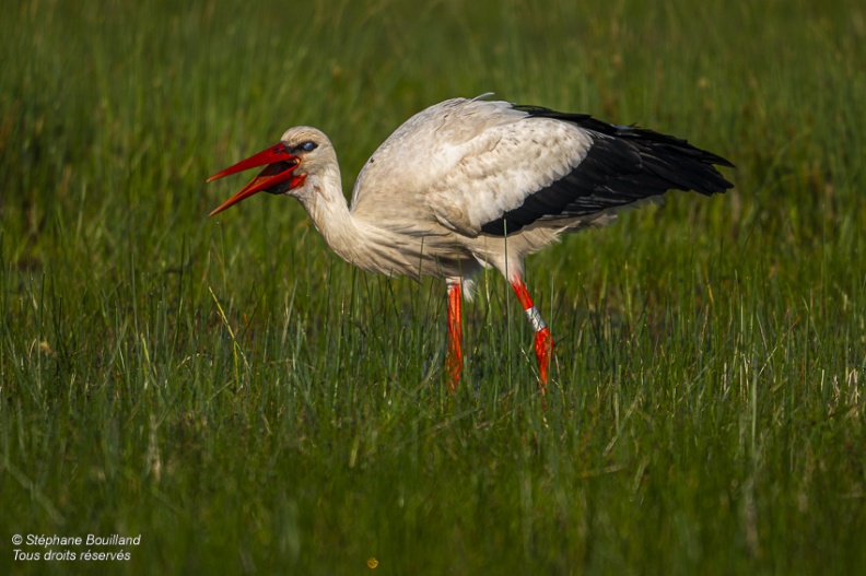 Cigogne blanche (Ciconia ciconia - White Stork)