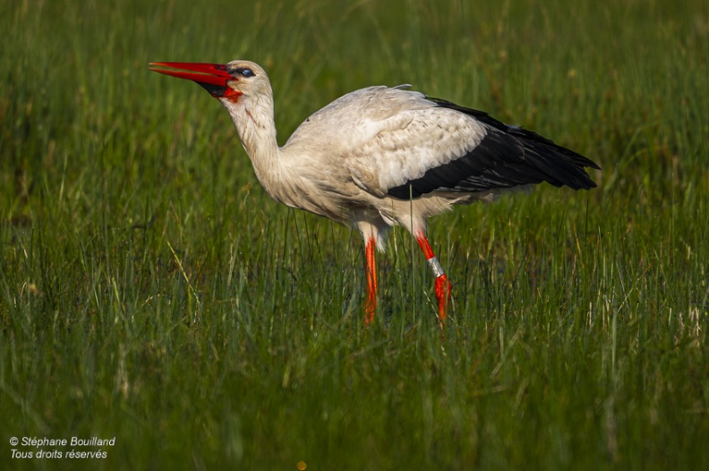 Cigogne blanche (Ciconia ciconia - White Stork)