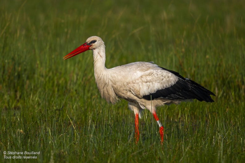 Cigogne blanche (Ciconia ciconia - White Stork)