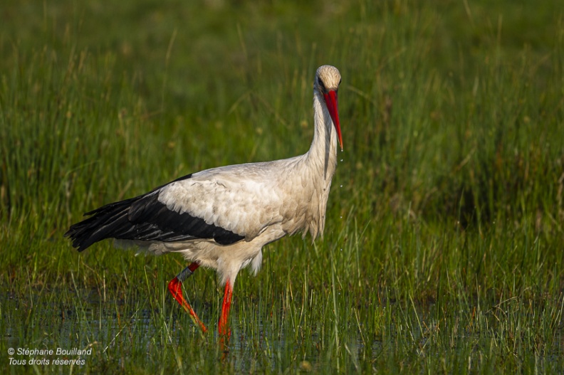 Cigogne blanche (Ciconia ciconia - White Stork)