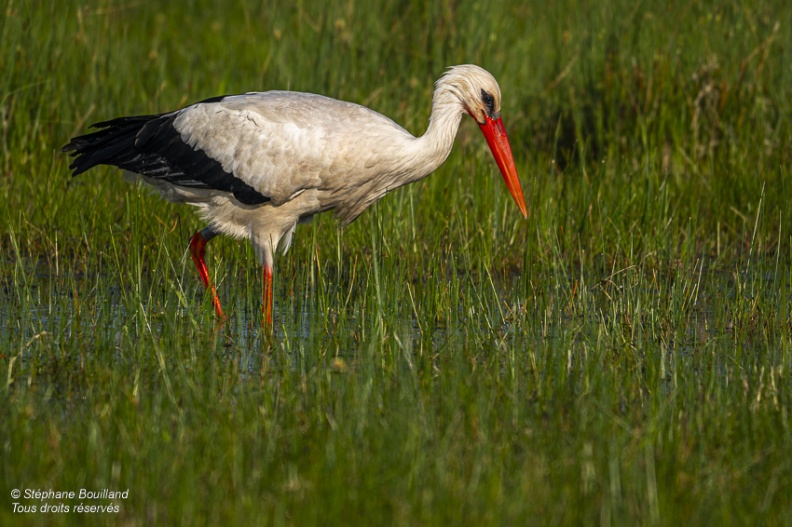 Cigogne blanche (Ciconia ciconia - White Stork)