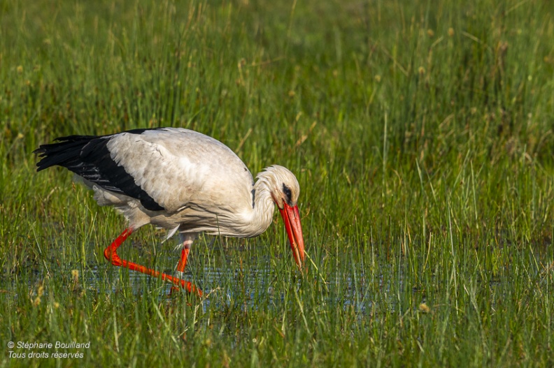 Cigogne blanche (Ciconia ciconia - White Stork)