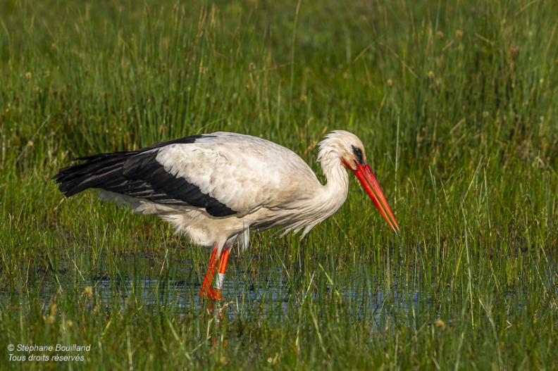 Cigogne blanche (Ciconia ciconia - White Stork)