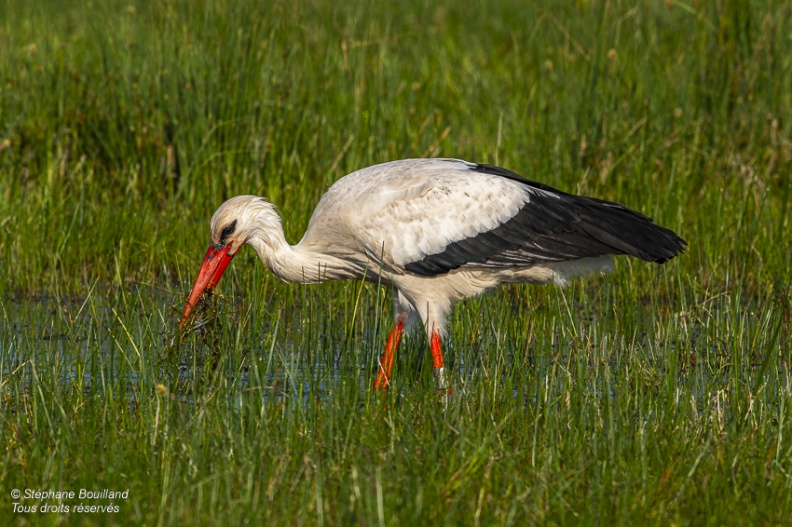 Cigogne blanche (Ciconia ciconia - White Stork)