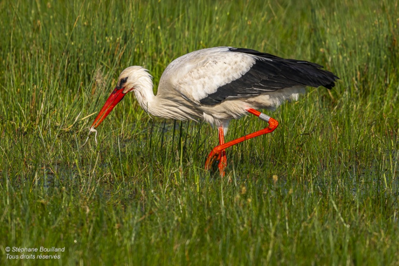 Cigogne blanche (Ciconia ciconia - White Stork)