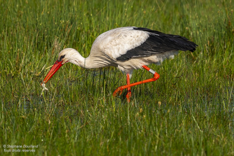 Cigogne blanche (Ciconia ciconia - White Stork)