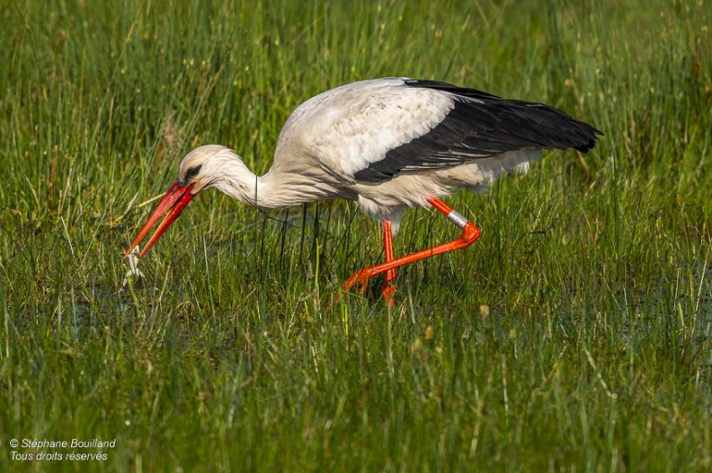 Cigogne blanche (Ciconia ciconia - White Stork)