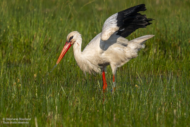 Cigogne blanche (Ciconia ciconia - White Stork)