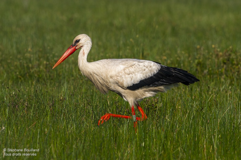 Cigogne blanche (Ciconia ciconia - White Stork)