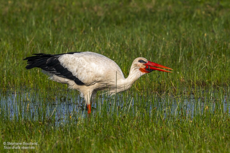 Cigogne blanche (Ciconia ciconia - White Stork)