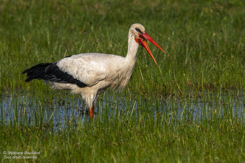 Cigogne blanche (Ciconia ciconia - White Stork)