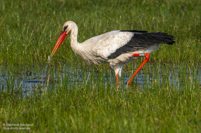 Cigogne blanche (Ciconia ciconia - White Stork)