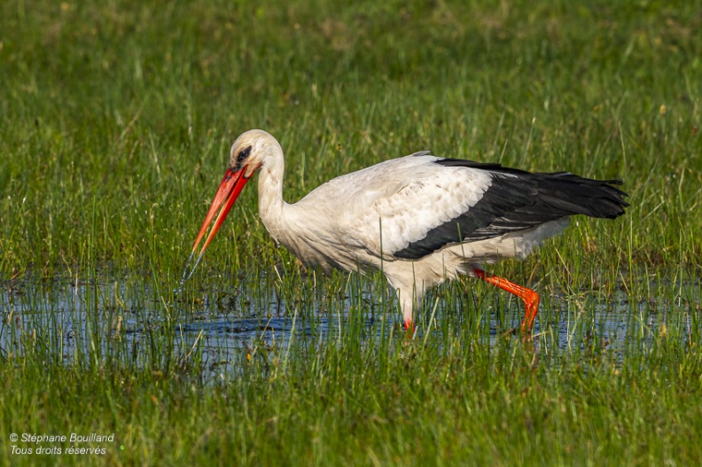 Cigogne blanche (Ciconia ciconia - White Stork)