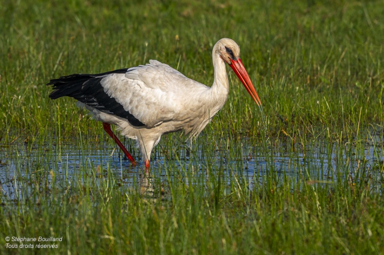 Cigogne blanche (Ciconia ciconia - White Stork)