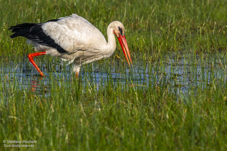 Cigogne blanche (Ciconia ciconia - White Stork)