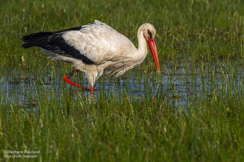 Cigogne blanche (Ciconia ciconia - White Stork)