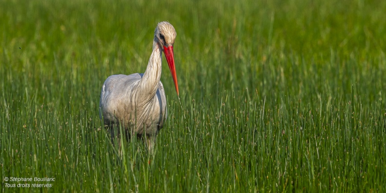 Cigogne blanche (Ciconia ciconia - White Stork)