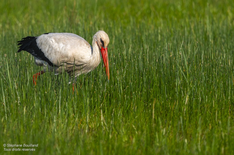 Cigogne blanche (Ciconia ciconia - White Stork)