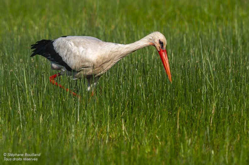 Cigogne blanche (Ciconia ciconia - White Stork)