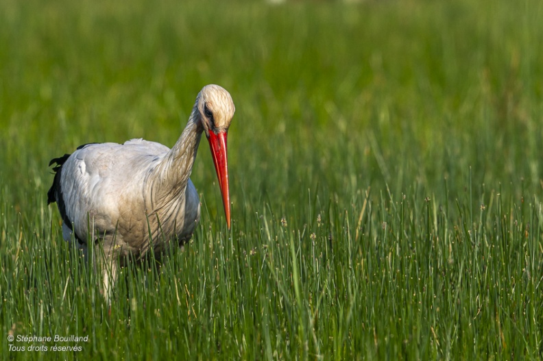 Cigogne blanche (Ciconia ciconia - White Stork)