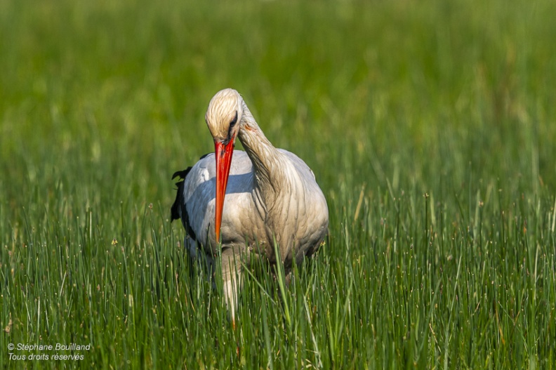 Cigogne blanche (Ciconia ciconia - White Stork)