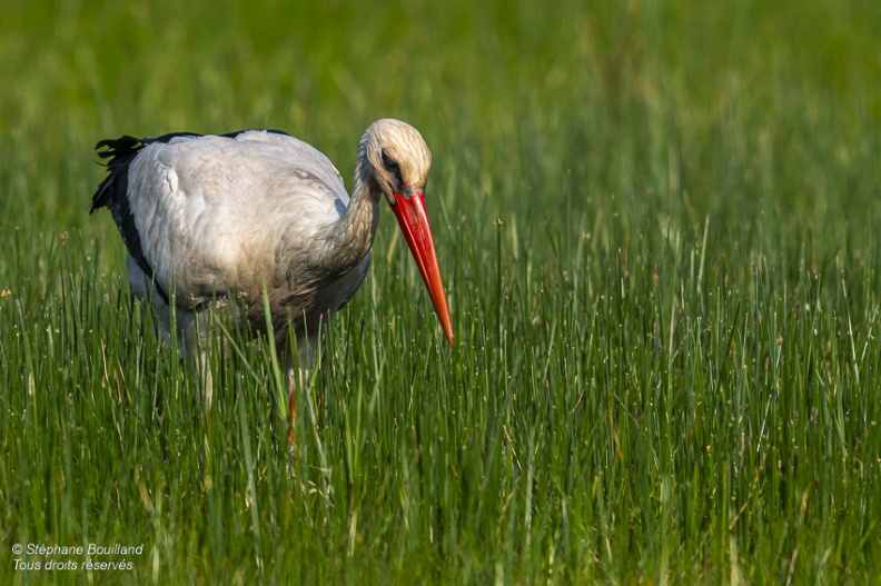 Cigogne blanche (Ciconia ciconia - White Stork)