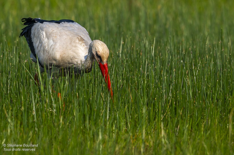 Cigogne blanche (Ciconia ciconia - White Stork)