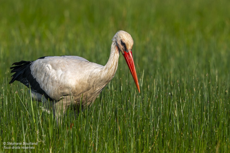 Cigogne blanche (Ciconia ciconia - White Stork)