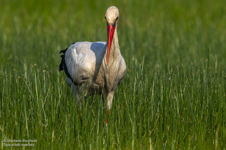 Cigogne blanche (Ciconia ciconia - White Stork)