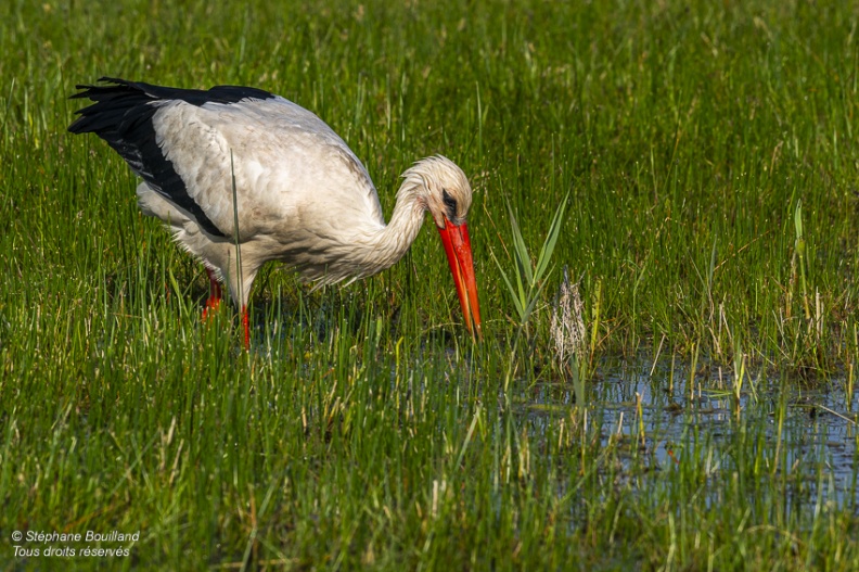 Cigogne blanche (Ciconia ciconia - White Stork)