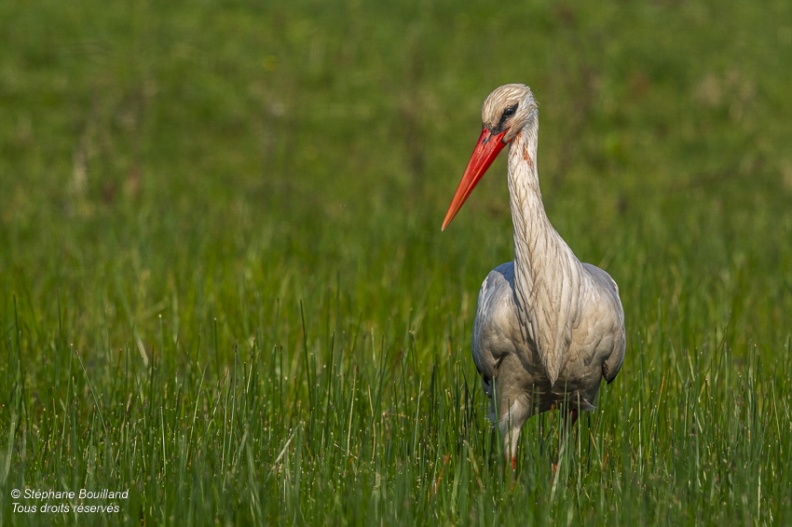 Cigogne blanche (Ciconia ciconia - White Stork)