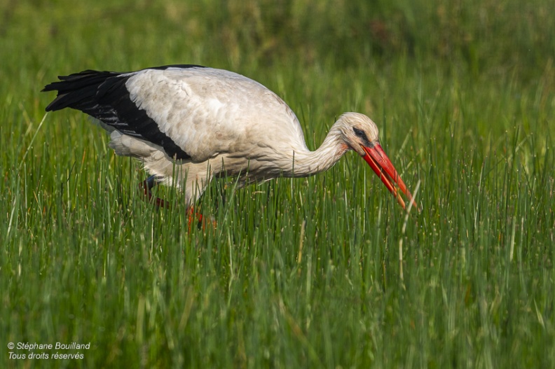 Cigogne blanche (Ciconia ciconia - White Stork)