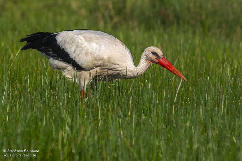 Cigogne blanche (Ciconia ciconia - White Stork)