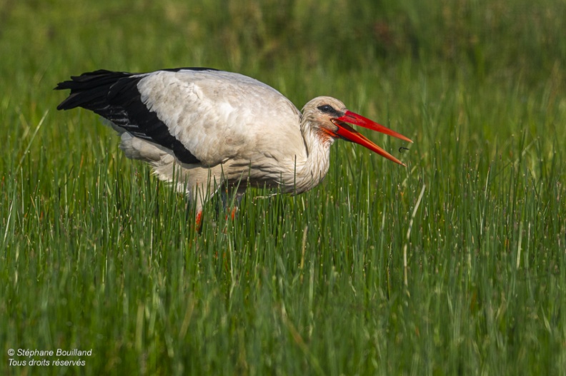 Cigogne blanche (Ciconia ciconia - White Stork)