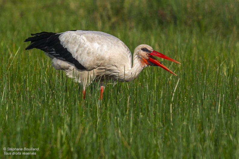 Cigogne blanche (Ciconia ciconia - White Stork)