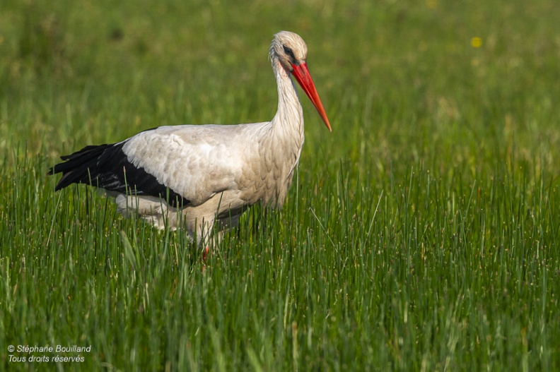 Cigogne blanche (Ciconia ciconia - White Stork)