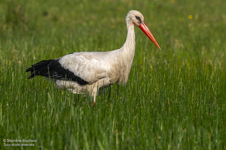 Cigogne blanche (Ciconia ciconia - White Stork)