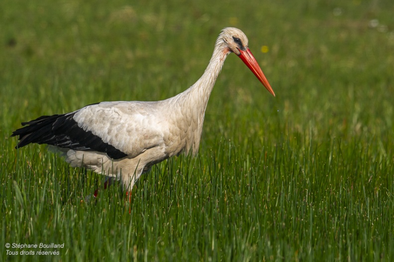 Cigogne blanche (Ciconia ciconia - White Stork)