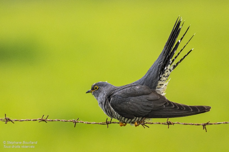 Coucou gris (Cuculus canorus, Common Cuckoo)