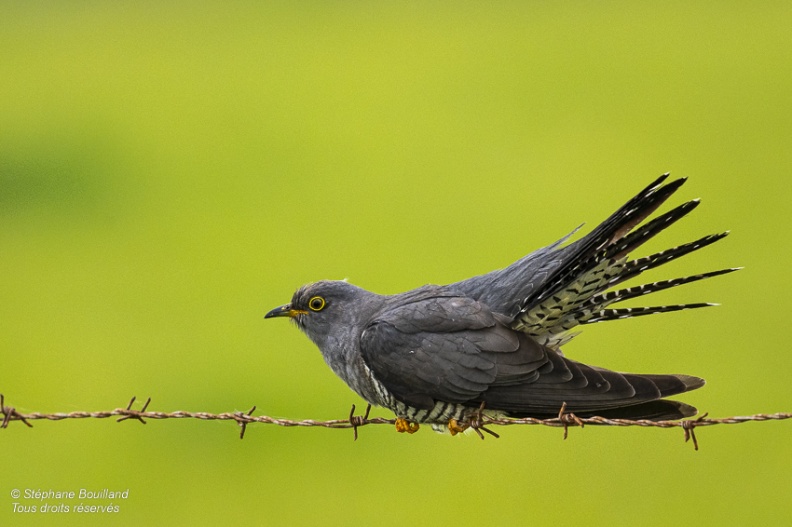 Coucou gris (Cuculus canorus, Common Cuckoo)